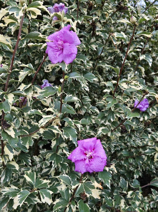 Image of Hibiscus syriacus 'Carpa' PP 24,965 taken at Juniper Level Botanic Gdn, NC by JLBG