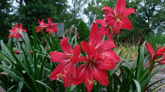 Image of Hippeastrelia 'Mystique' taken at Juniper Level Botanic Gdn, NC by JLBG