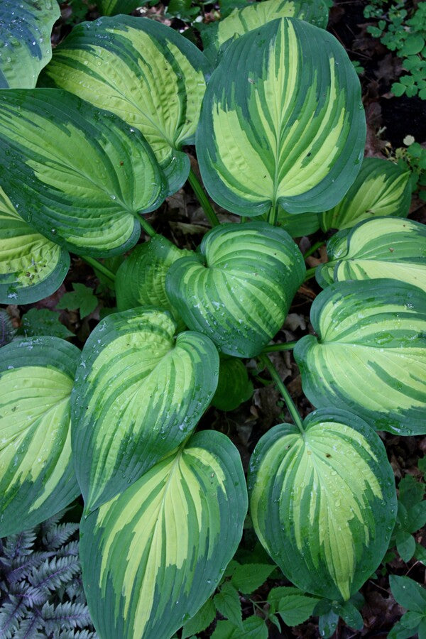 Proven Winners Hosta Angel Falls