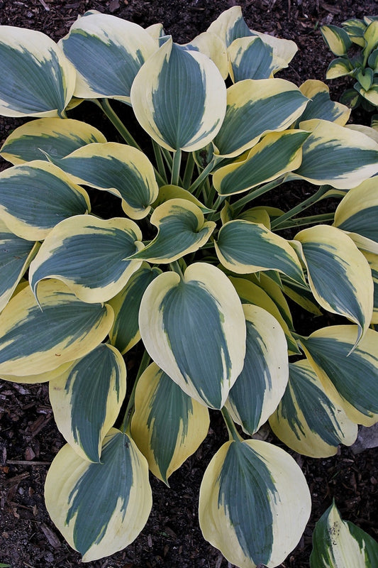 Image of Hosta 'Autumn Frost' PP 23,224 taken at Juniper Level Botanic Gdn, NC by JLBG