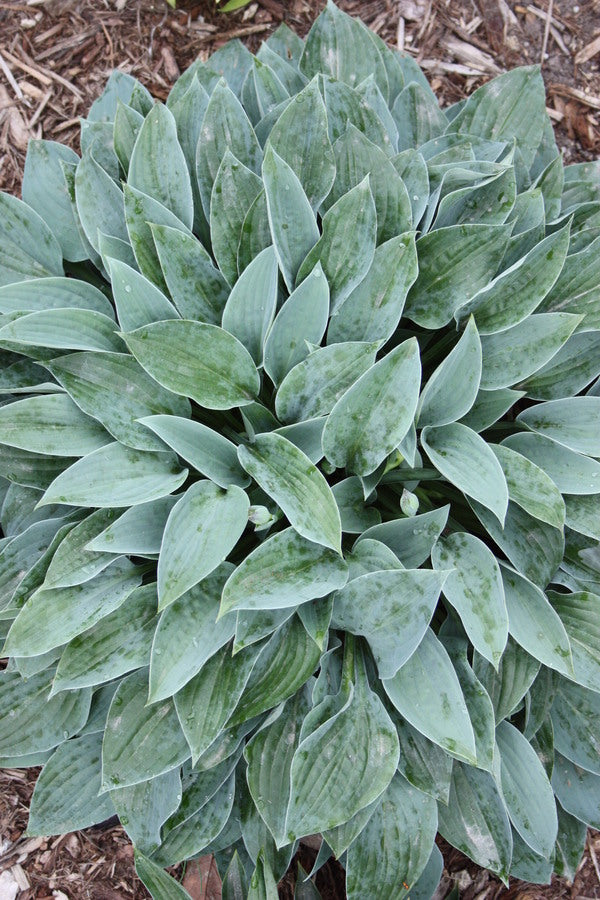 Hosta Azure Gem Azure Gem Hosta Plant Delights Nursery
