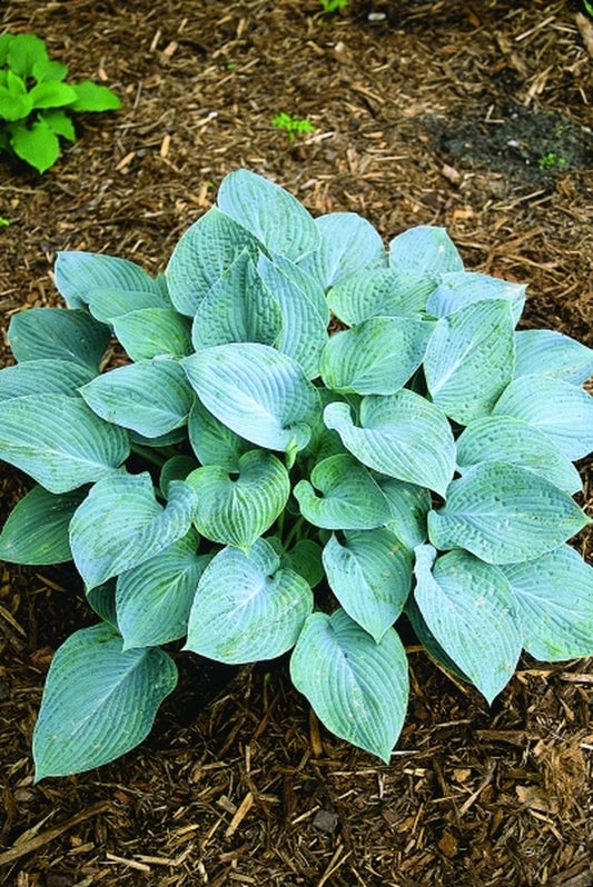 Image of Hosta 'Blue Hawaii' taken at Juniper Level Botanic Gdn, NC by JLBG
