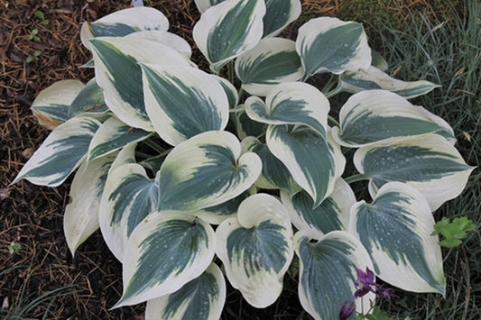 Image of Hosta 'Blue Ivory' PP 19,623 taken at Juniper Level Botanic Gdn, NC by JLBG