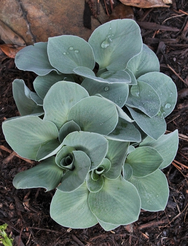 Image of Hosta 'Blue Mouse Ears' taken at Juniper Level Botanic Gdn, NC by JLBG