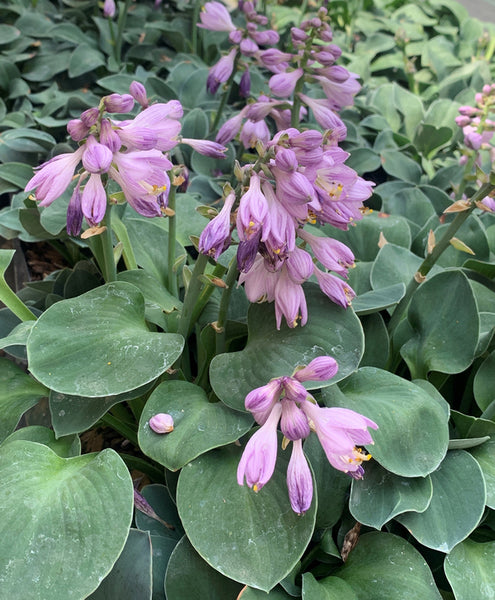 Hosta Blue Mouse Ears