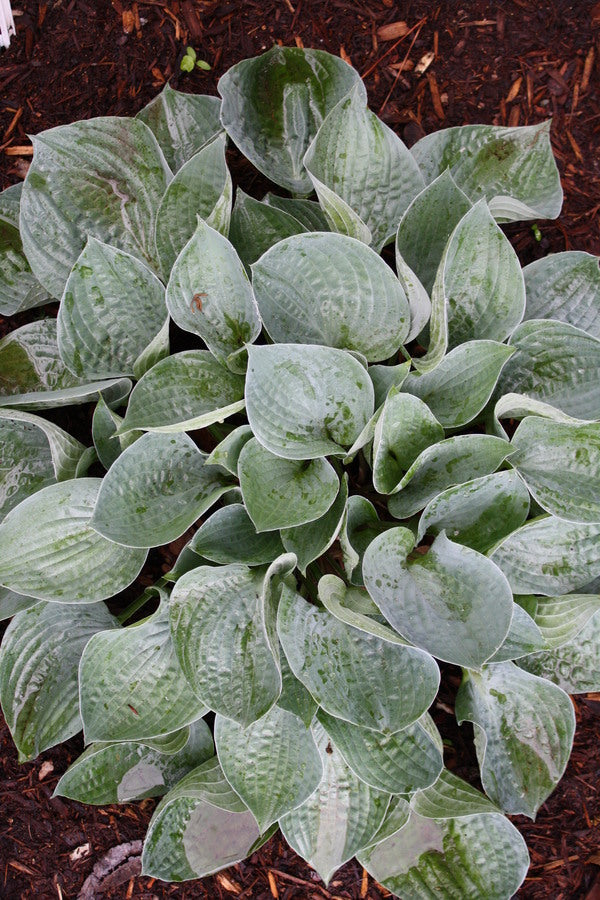 Image of Hosta 'Blue Spoons' taken at Juniper Level Botanic Gdn, NC by JLBG