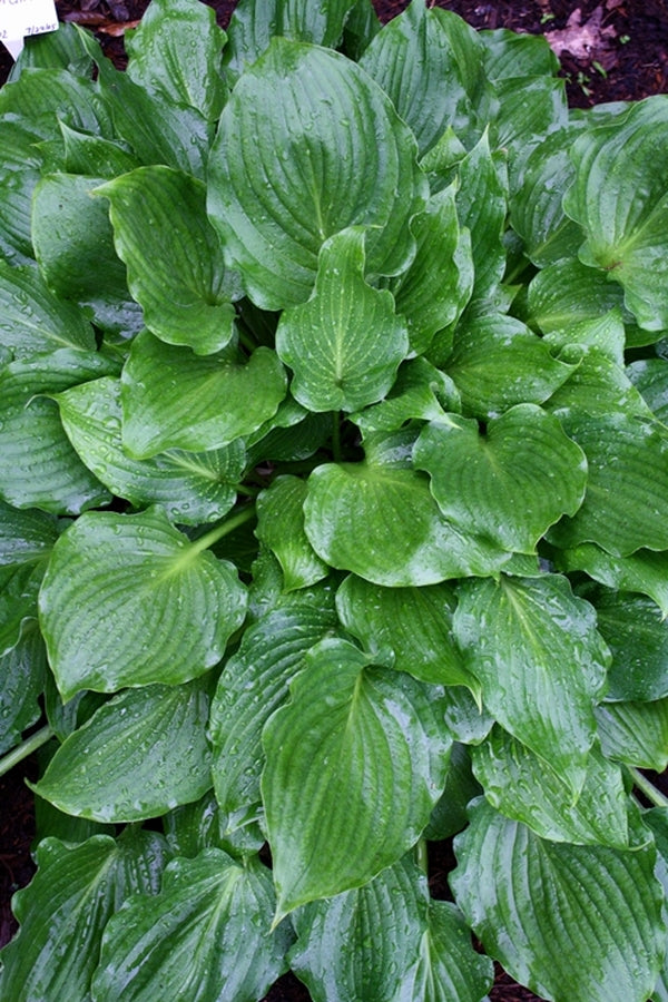 Image of Hosta 'Branching Out'