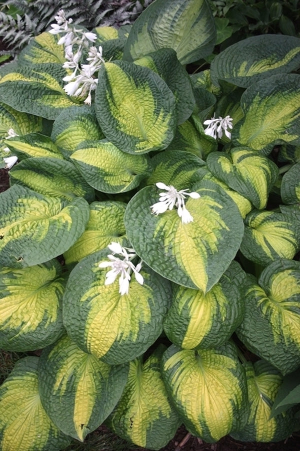 Plant Delights Hosta Brother Stefan