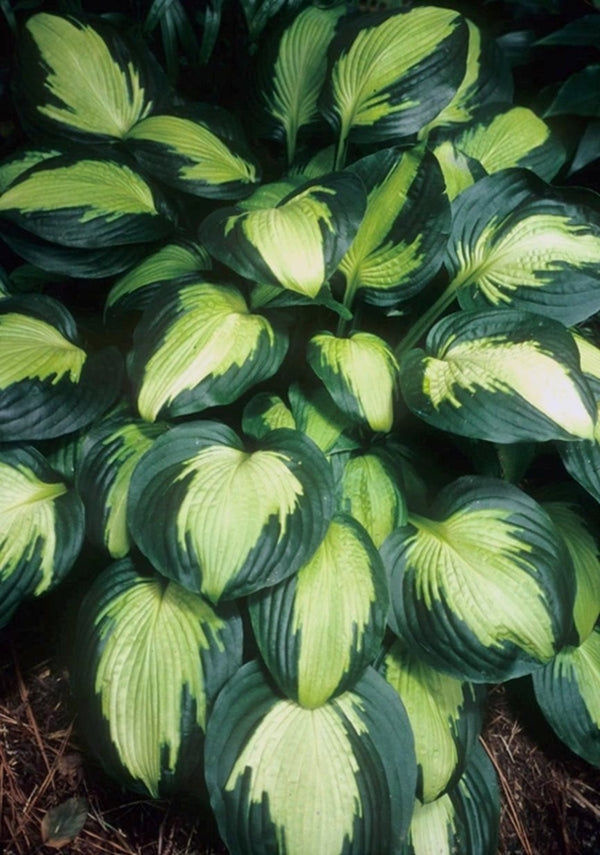 Image of Hosta 'Captain Kirk' taken at Sauls Road