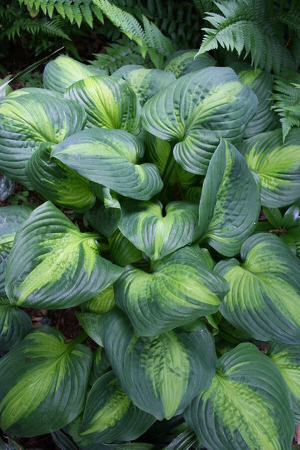 Image of Hosta 'Cathedral Windows'  taken at Juniper Level Botanic Gdn, NC by JLBG