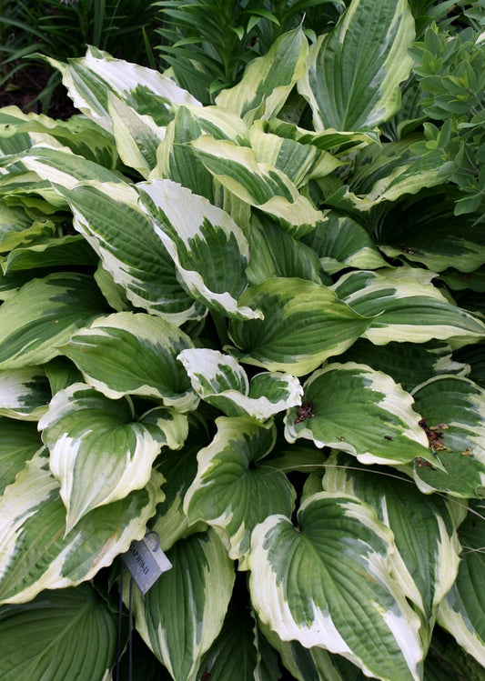 Image of Hosta 'Christmas Eve' taken at H. Hansen Gdn, MI by JLBG