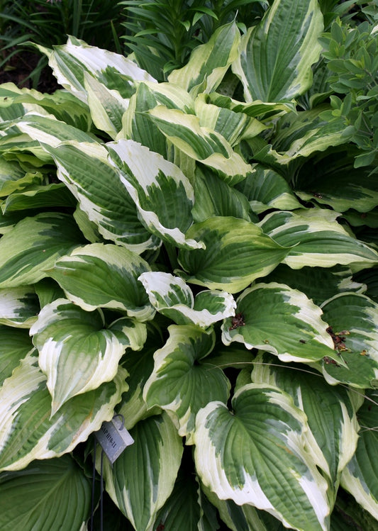 Image of Hosta 'Christmas Eve' taken at H. Hansen Gdn, MI by JLBG