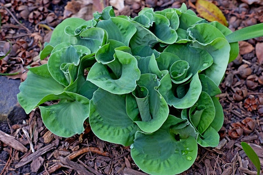 Image of Hosta 'Church Mouse' taken at Juniper Level Botanic Gdn, NC by JLBG