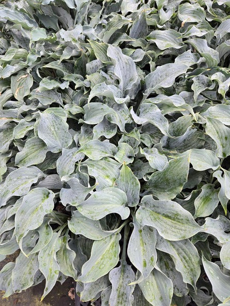Image of Hosta 'Completely Blue It' taken at Juniper Level Botanic Gdn, NC by JLBG