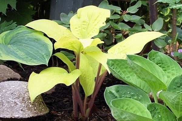 Image of Hosta 'Designer Genes' taken at Walters Gardens, MI