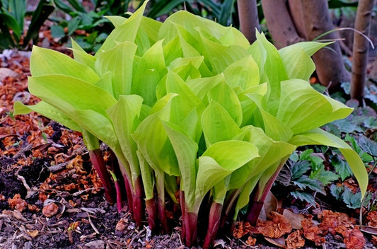 Image of Hosta 'Designer Genes' taken at Juniper Level Botanic Gdn, NC by JLBG