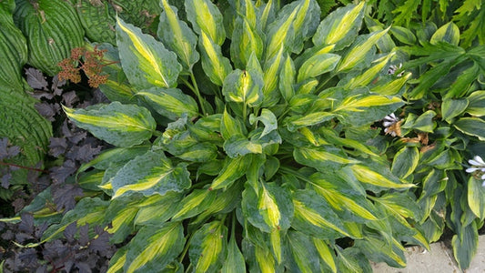 Image of Hosta 'Dressed to Kill' taken at Juniper Level Botanic Gdn, NC by JLBG