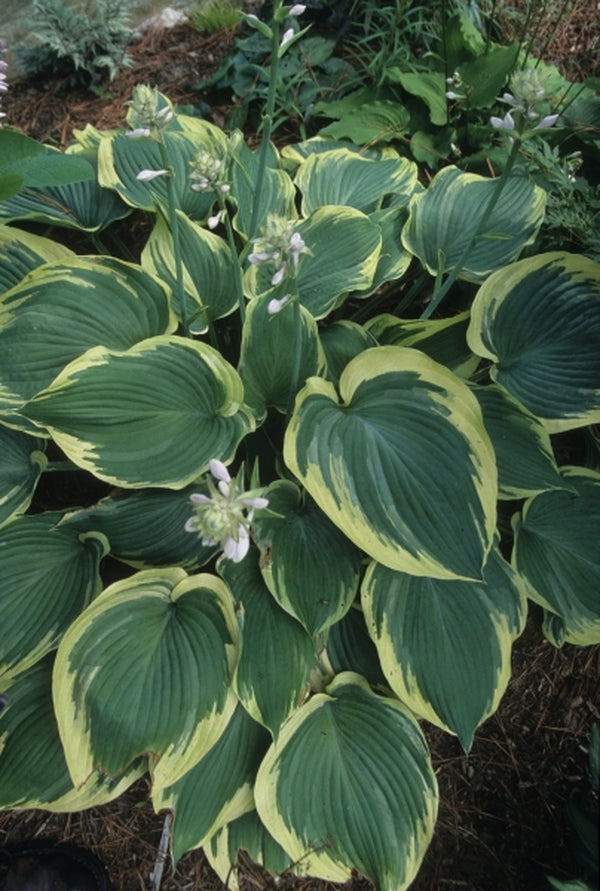 Image of Hosta 'Earth Angel' taken at Juniper Level Botanic Gdn, NC by JLBG