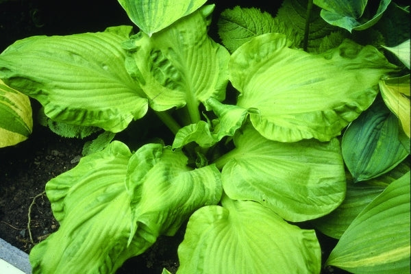 Image of Hosta 'Embroidery' taken at H. Gowen Gdn, MN by H. Hansen