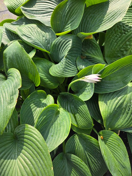 Image of Hosta 'Essence of Summer' taken at Juniper Level Botanic Gdn, NC by JLBG