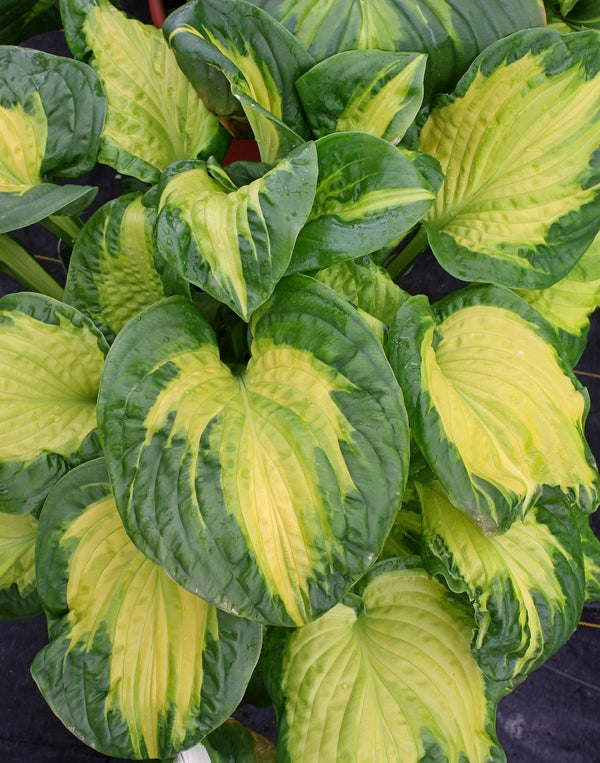 Image of Hosta 'Etched Glass' PP 30,748 taken at Walters Gardens, MI