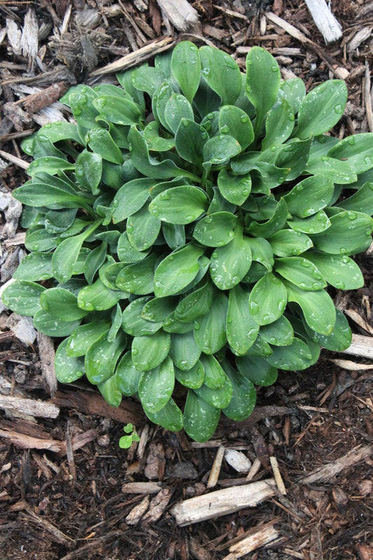 Image of Hosta 'Fingernails' taken at Juniper Level Botanic Gdn, NC