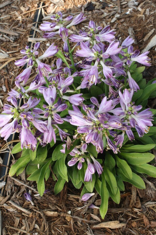 Image of Hosta 'Fingertips'  taken at Juniper Level Botanic Gdn, NC by JLBG