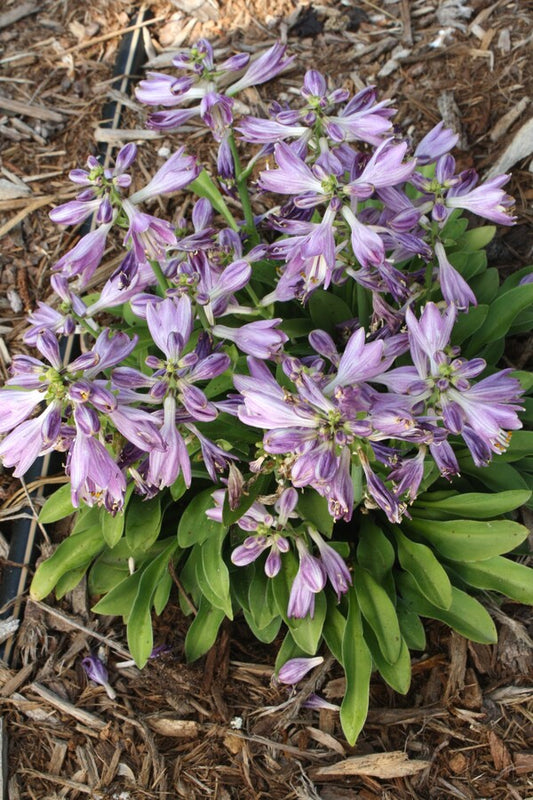 Image of Hosta 'Fingertips'  taken at Juniper Level Botanic Gdn, NC by JLBG
