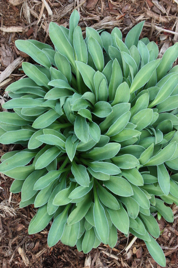 Image of Hosta 'Fingertips'  taken at Juniper Level Botanic Gdn, NC by JLBG