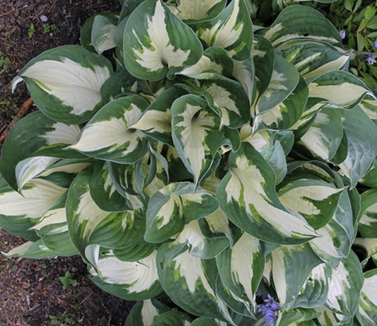 Image of Hosta 'Fire and Ice' taken at Goteborg BG, Sweden