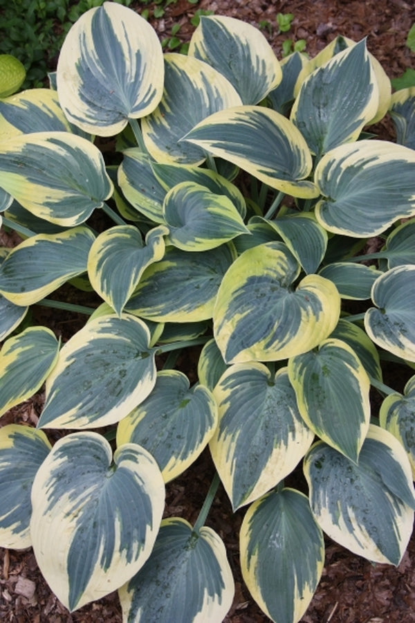 Image of Hosta 'First Frost' taken at Watnong Gdn, NJ