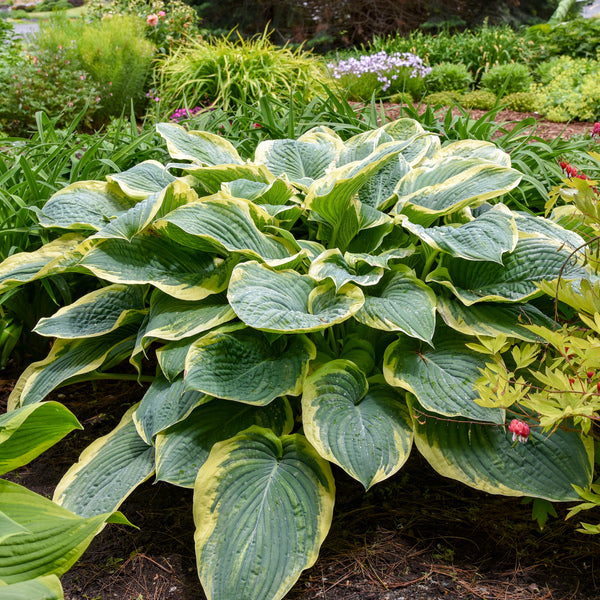 Image of Hosta 'Gigantosaurus' PP 35,135 taken at Walters Gardens, MI by Walters Gardens, Inc.