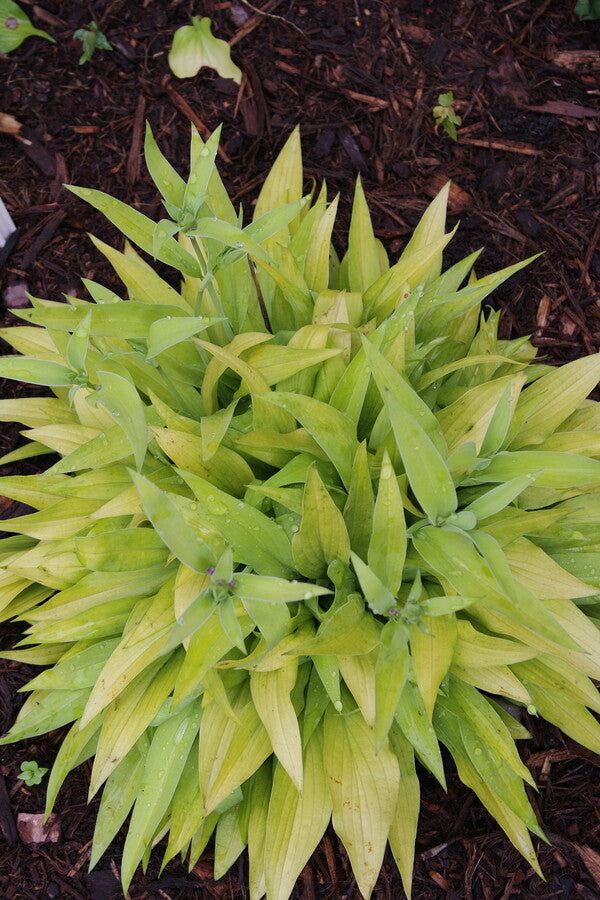 Image of Hosta 'Golden Fantasma'  taken at Juniper Level Botanic Gdn, NC