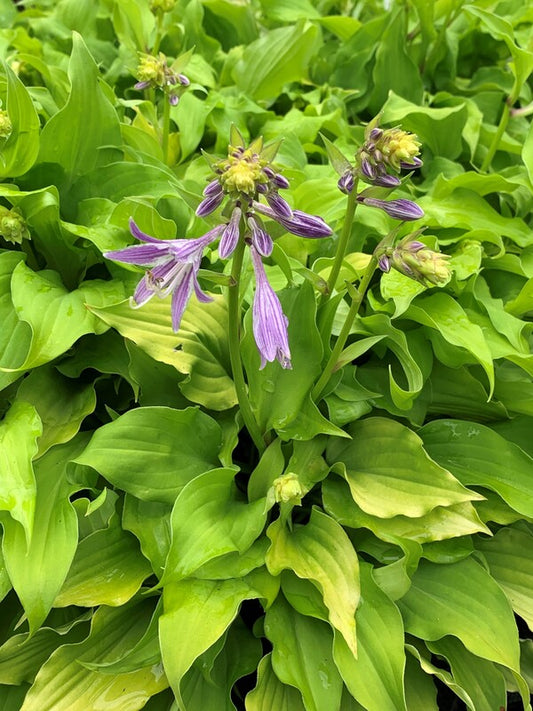 Image of Hosta 'Golden Pixie' taken at Juniper Level Botanic Gdn, NC by C. Hardison
