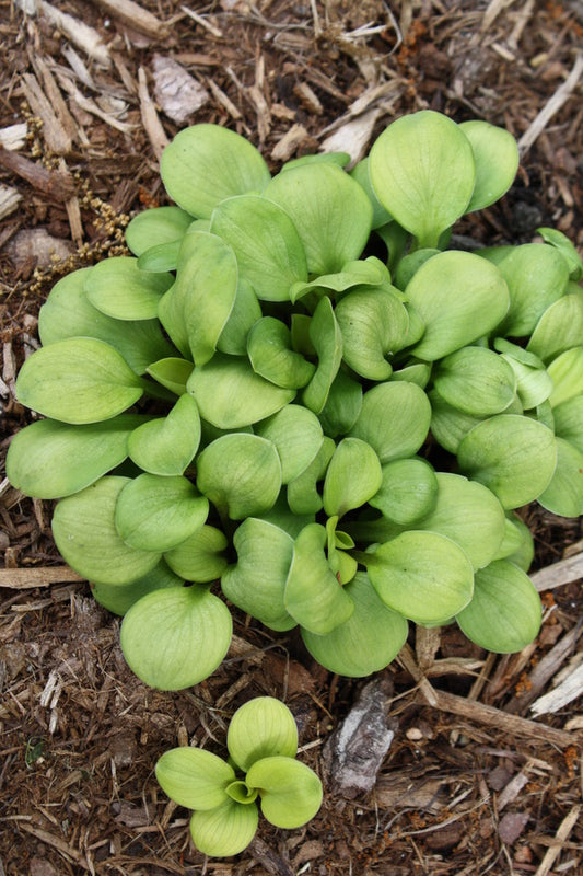 Image of Hosta 'Golden Thumbs' taken at Juniper Level Botanic Gdn, NC by JLBG