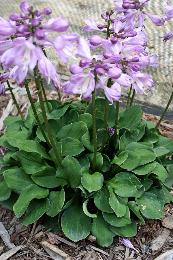 Image of Hosta 'Green Thumb' taken at Juniper Level Botanic Gdn, NC by JLBG