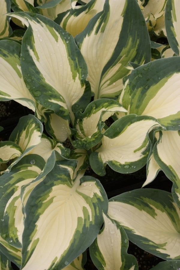 Image of Hosta 'Hans' taken at Juniper Level Botanic Gdn, NC by JLBG