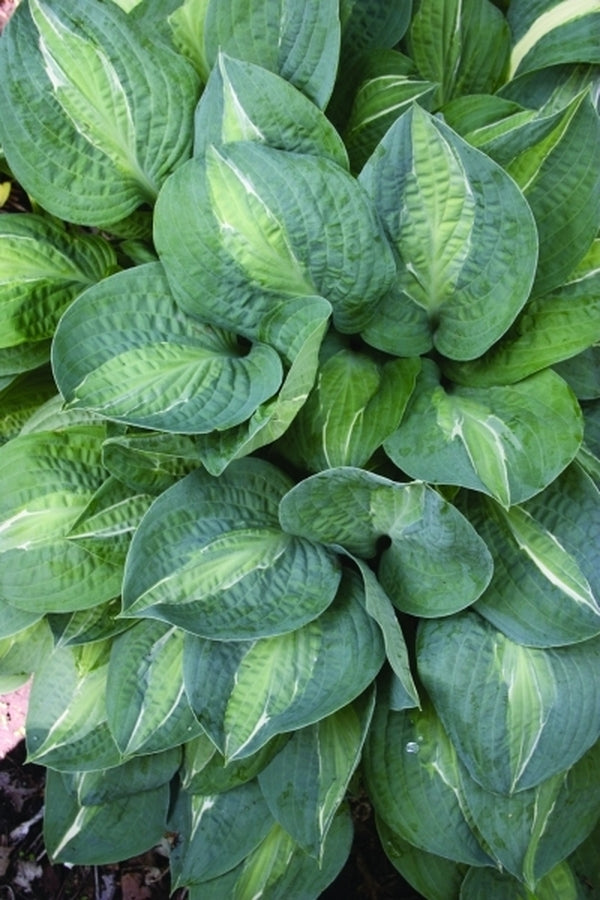 Image of Hosta 'Kiwi Full Monty' taken at H. Hansen Gdn, MN
