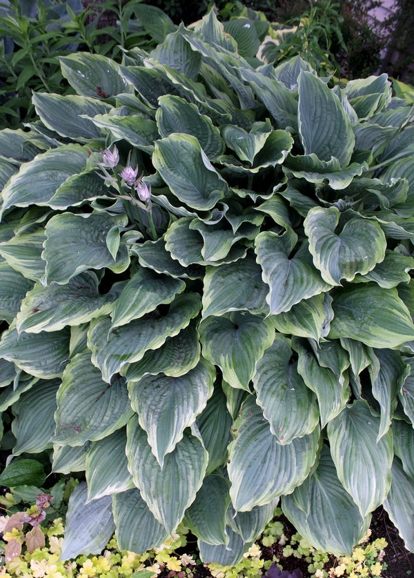 Image of Hosta 'Komodo Dragon' taken at H. Hansen Gdn, MI by H. Hansen