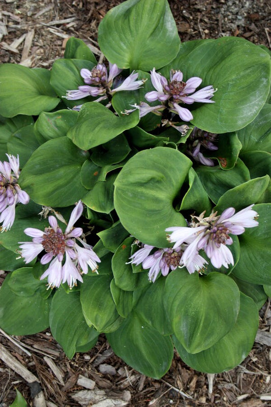 Image of Hosta 'Little Redneck' taken at Juniper Level Botanic Gdn, NC by JLBG