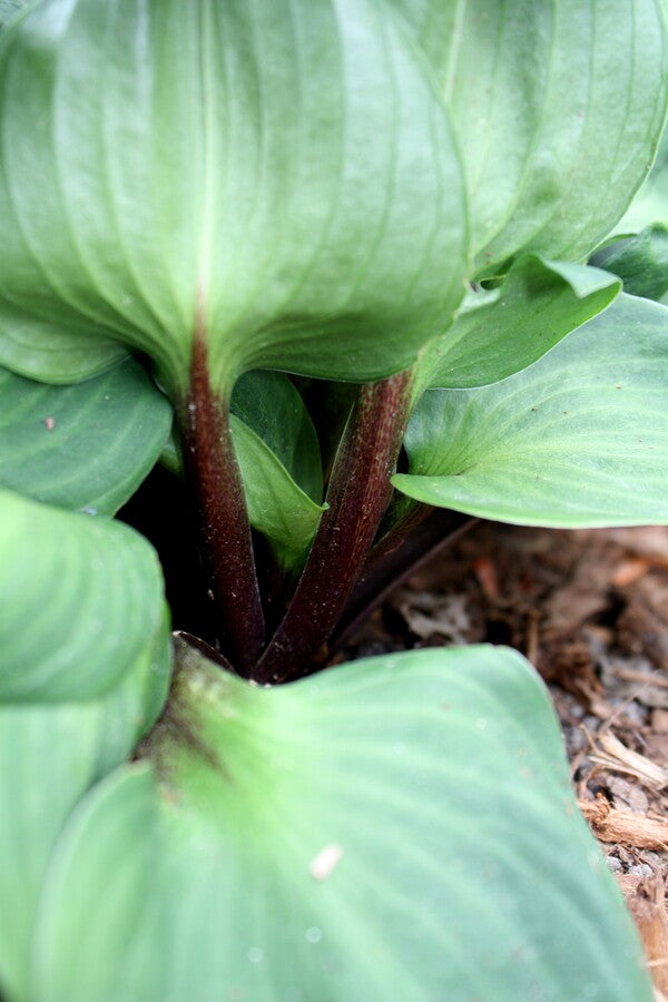 Image of Hosta 'Little Redneck' taken at Juniper Level Botanic Gdn, NC by JLBG