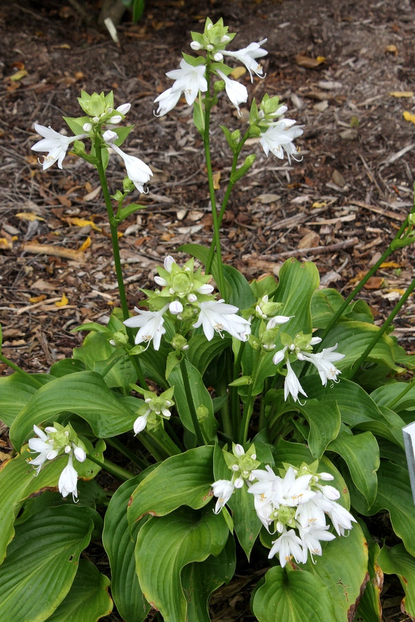 Image of Hosta 'Menorah' taken at Juniper Level Botanic Gdn, NC by JLBG