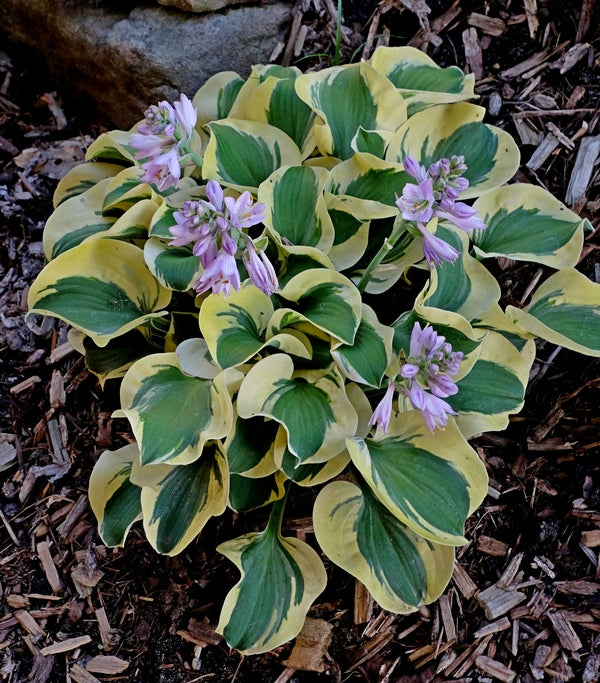 Image of Hosta 'Mini Skirt' PP 26,743 taken at Juniper Level Botanic Gdn, NC by JLBG