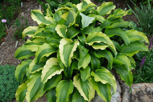 Image of Hosta 'Monkey Business' taken at Juniper Level Botanic Gdn, NC by JLBG