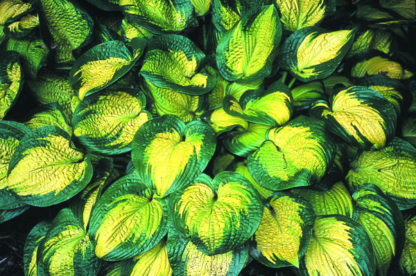 Image of Hosta 'Paradigm' taken at H. Hansen Gdn, MN by H. Hansen