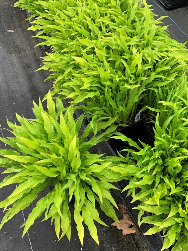 Image of Hosta 'Party Streamers' PP 33,277 taken at Juniper Level Botanic Gdn, NC by C. Hardison