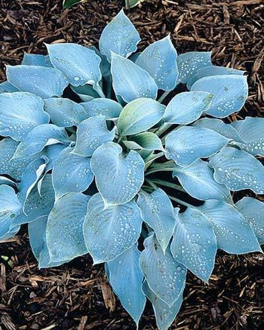 Image of Hosta 'Pewterware' taken at Juniper Level Botanic Gdn, NC by JLBG