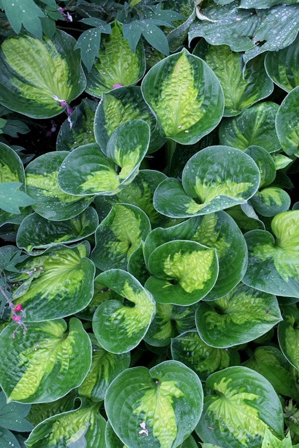 Image of Hosta 'Pocketful of Sunshine' PP 23,709 taken at Walters Gardens, MI