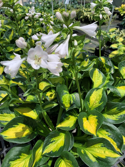 Image of Hosta 'Pocketful of Sunshine' PP 23,709 taken at Juniper Level Botanic Gdn, NC by C. Hardison