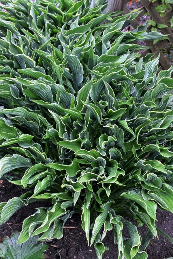 praying hand plant Hosta 'Praying Hands'